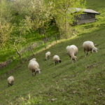 Schafe im Haus der Stille