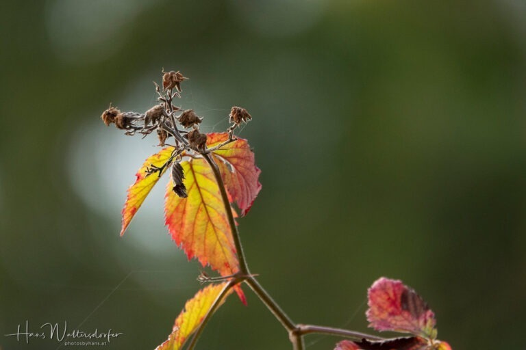 Herbstimpression