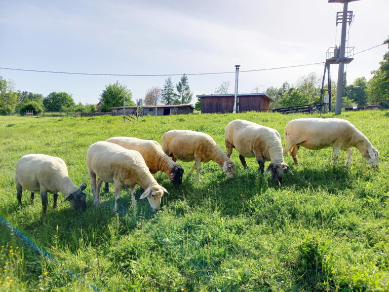 die Schafe im Haus der Stille v.l.n.r. Rosalie, Miranda, Monika, Lotte Lise, Grete und Marguerite
